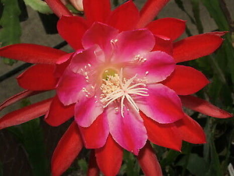 Epiphyllum cacto orquídea - bertha too loose